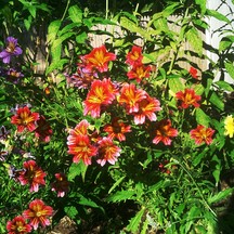 borderflowers.jpg