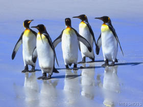 fivekingpenguinsfalklandislands.jpg