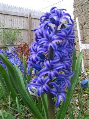 hyacinth.jpg