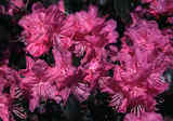 rhododendron.jpg