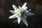 swissbotanistsedelweissflower.jpg