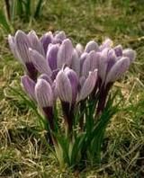 crocusdutchlavender.jpg