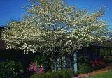 dogwoodfloweringcornusflorida.jpg