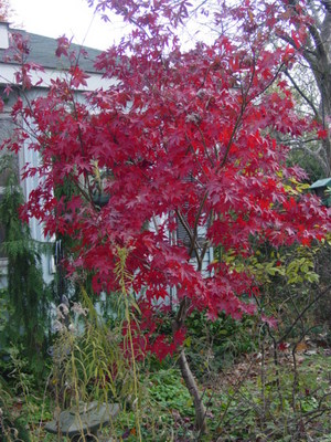 japanesemaple.jpg