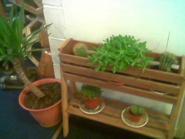 plantdisplay.jpg