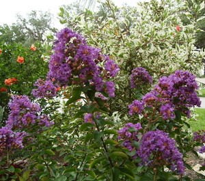 purplecrepemyrtle.jpg