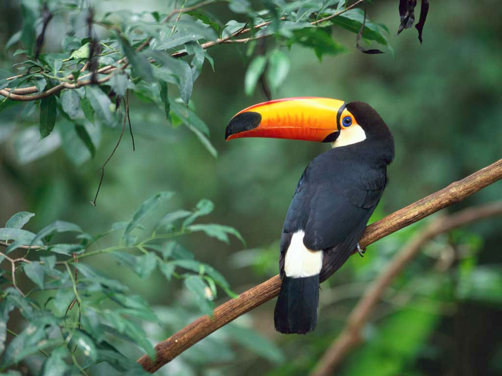 tocotoucan.jpg